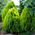 Thuja orientalis "Aurea Nana" - tuja východná